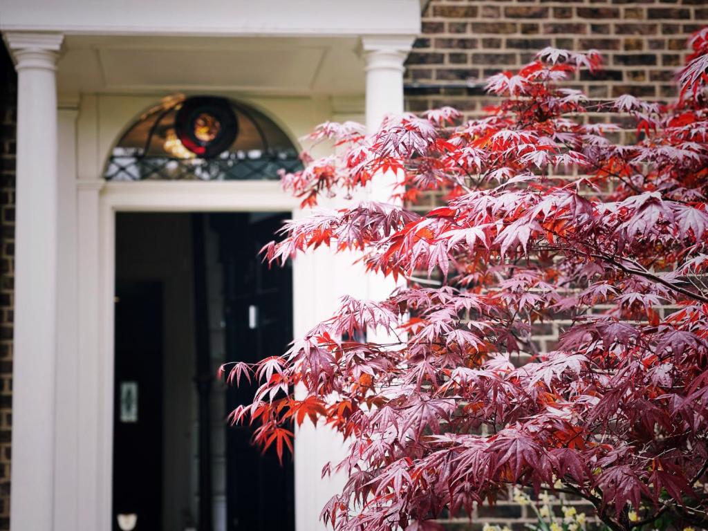 a tree with red leaves in front of a door at Manor House of Cheshunt- Historic Villa in Cheshunt