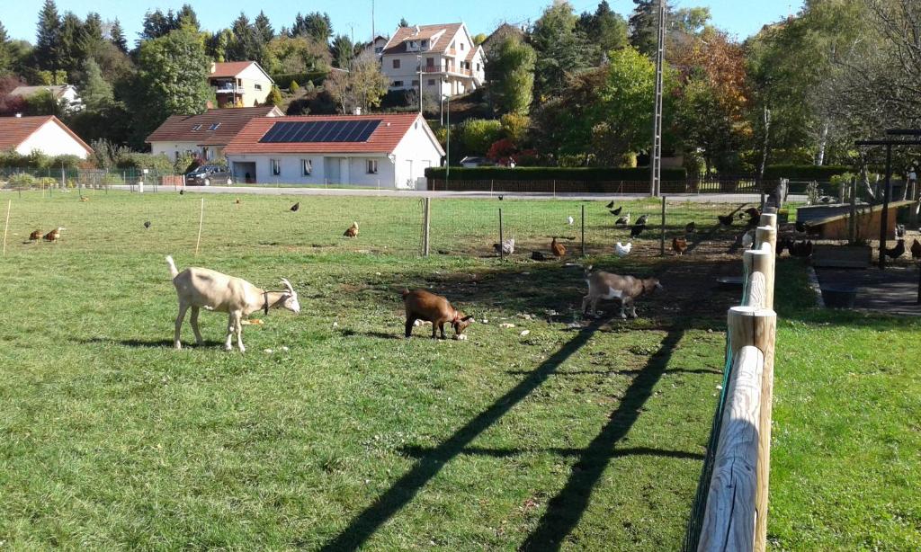 a group of animals grazing in a field of grass at Chambre d'hotes des Poisets in Crotenay