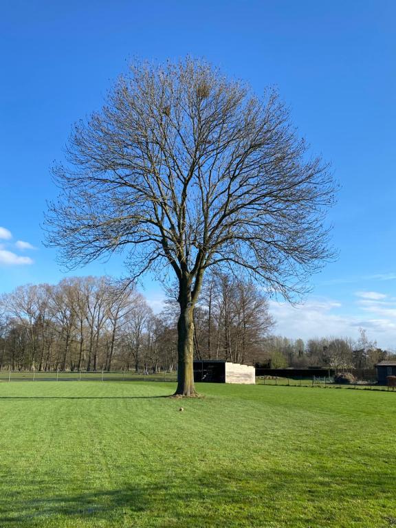 een boom in het midden van een groen veld bij De oude es in Bocholt