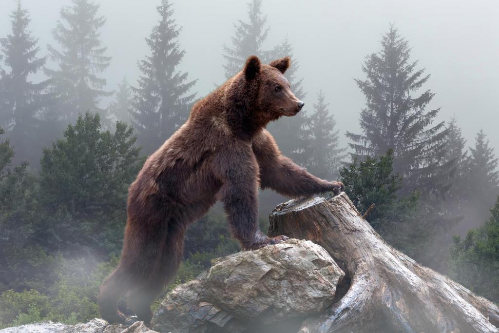 Un orso che si erge su una roccia in una foresta di OMEO Suites Big Bear a Big Bear Lake