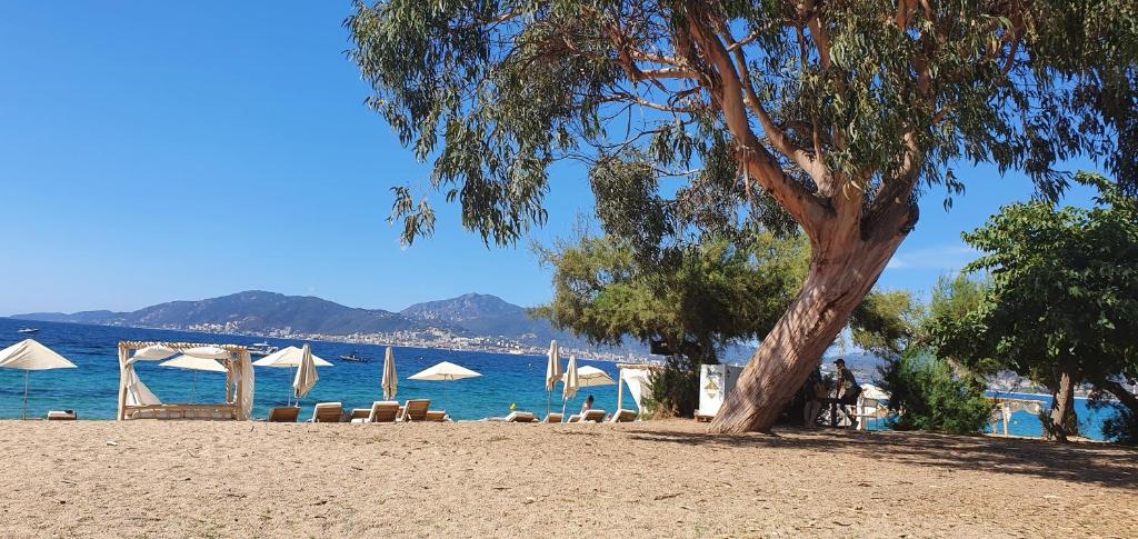 - une plage avec des chaises, des parasols et un arbre dans l'établissement LA VAGUE BLEUE, à Porticcio
