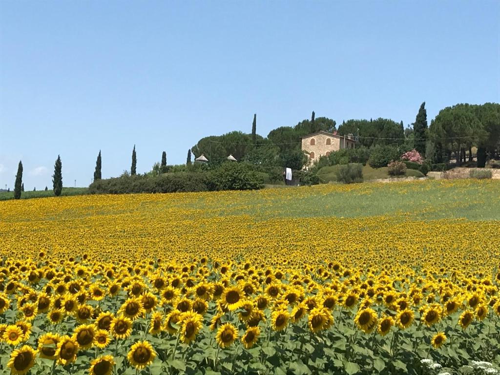 a large field of sunflowers in a field at Il vecchio seccatoio in Solomeo