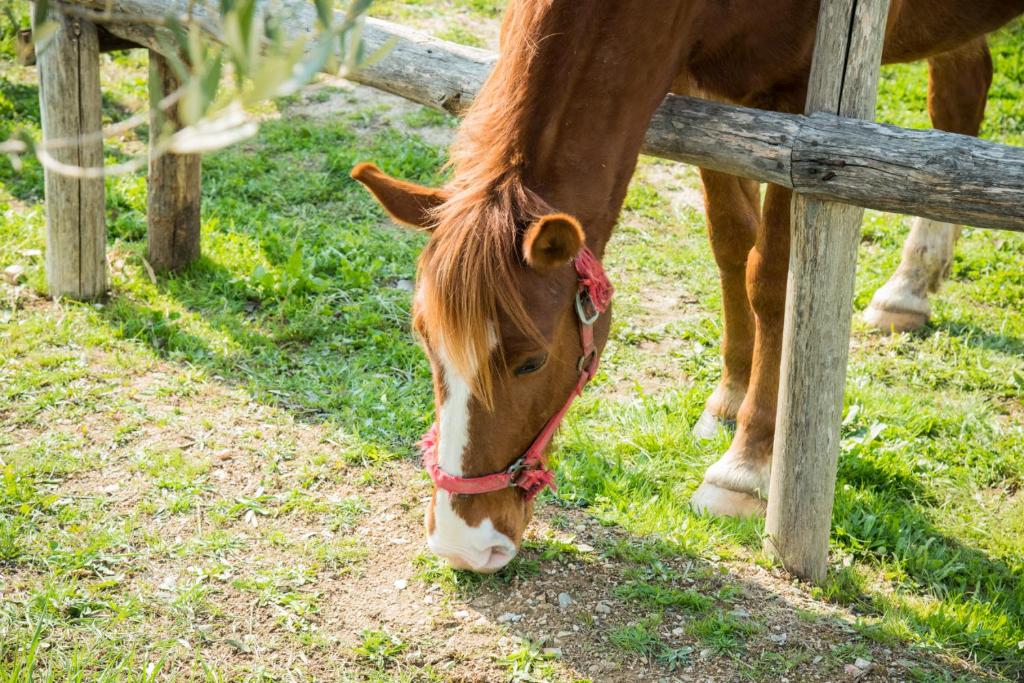 Loomad talumajutuse aladel või selle läheduses