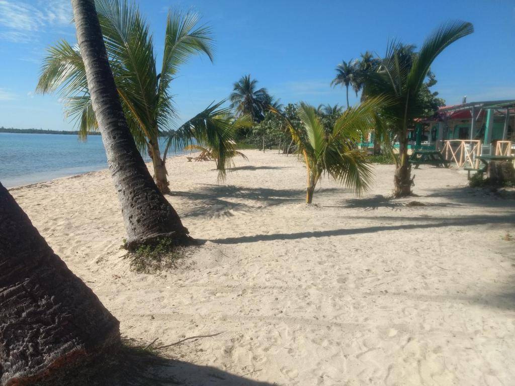 a group of palm trees on a sandy beach at Casa El pescador in Playa Larga