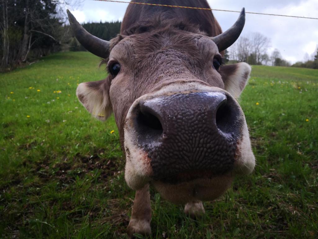 a close up of a cow standing in a field at Jungholz Erlebnis in Jungholz
