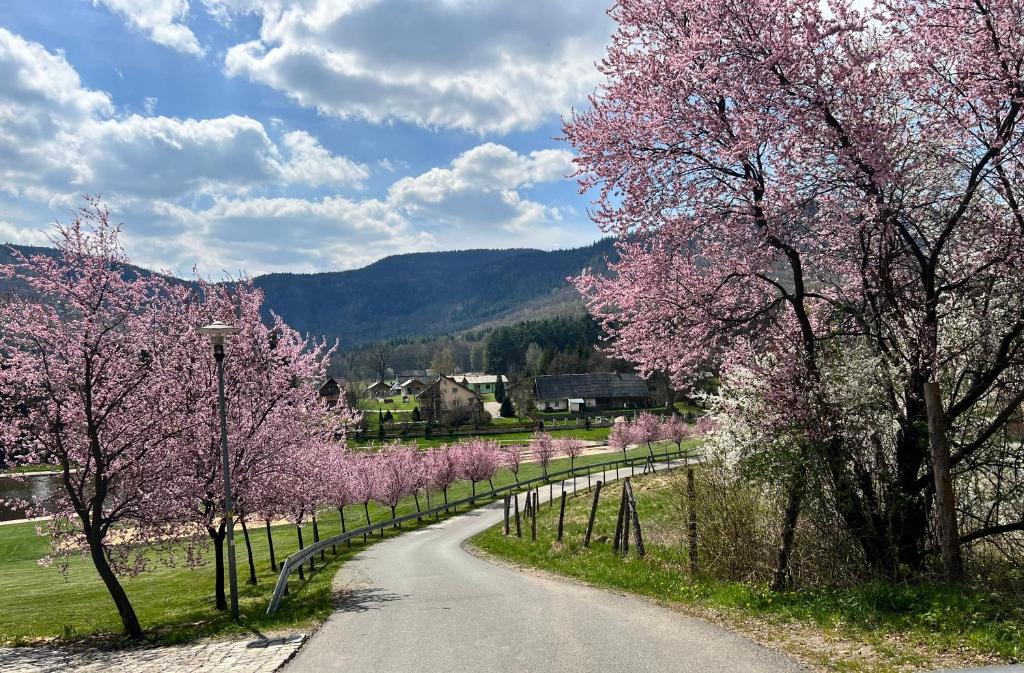 a road lined with pink trees with a fence at Stolove Chatki Radków in Radków