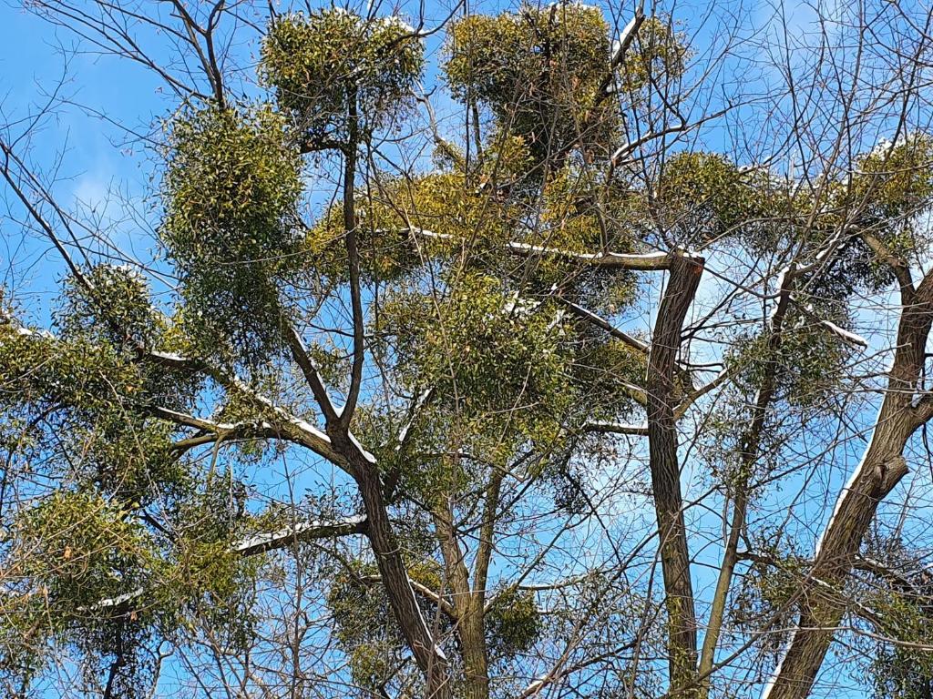 Apartamenty Magiczna Wenecja - 14