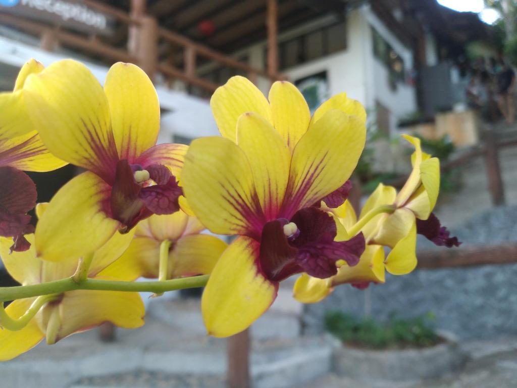 Fotografie z fotogalerie ubytování Tree House Bungalows Koh Tao v Ko Tao