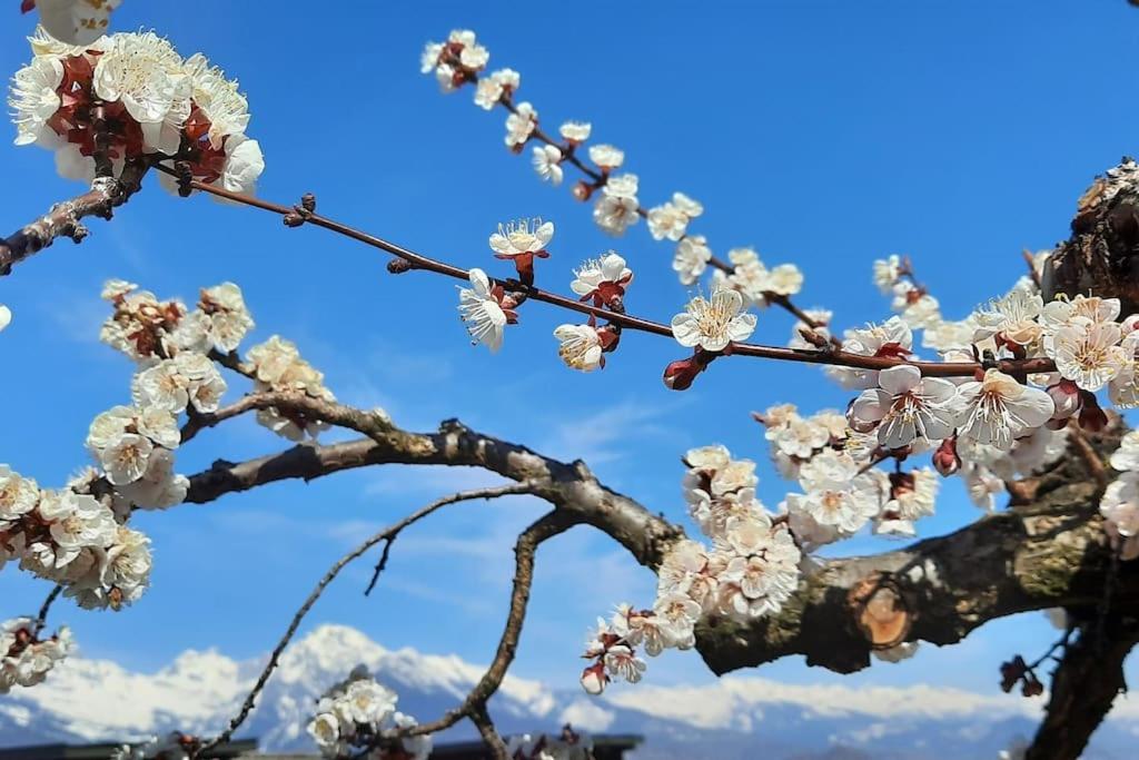 Grand appartement 6 personnes, surf, ski et randonnées - Resim 45