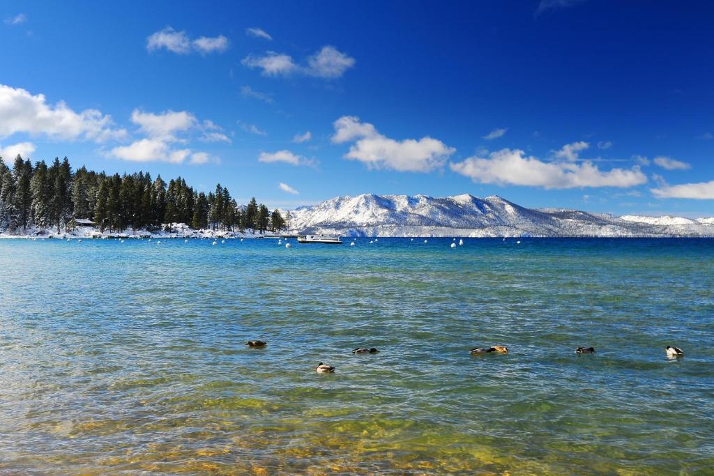 Eine Gruppe Enten schwimmt im Wasser zwischen Bergen in der Unterkunft Ski Run Village in South Lake Tahoe