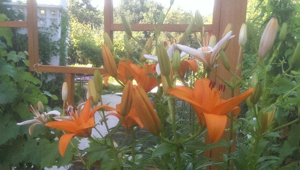 A garden outside LussVelika: The heart of the Black Sea.