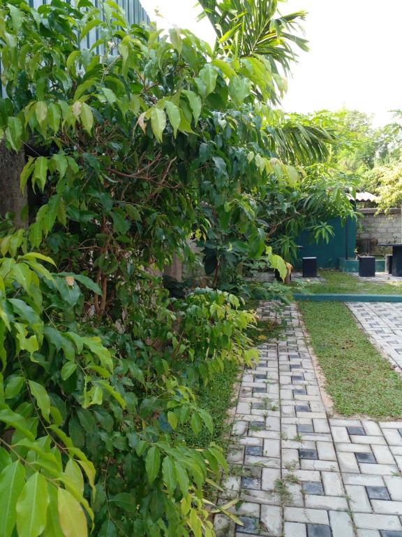 Zahrada ubytování Thomasha Homestay Wellawaya
