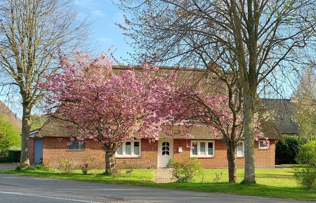 a brick house with a flowering tree in front of it at Entspannung unter Reet in Bordelum