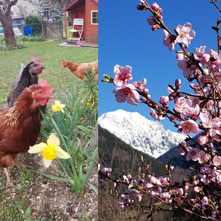 deux photos de fleurs et d'un poulet dans une cour dans l'établissement DETENTE NATURE rando, ski , thermes, à Allevard