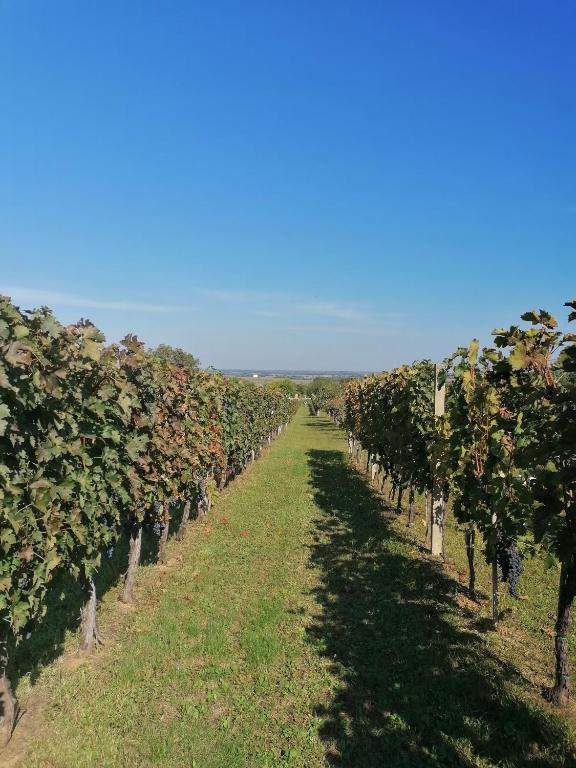 Fotografie z fotogalerie ubytování Baranja Black Hill's v destinaci Gajić