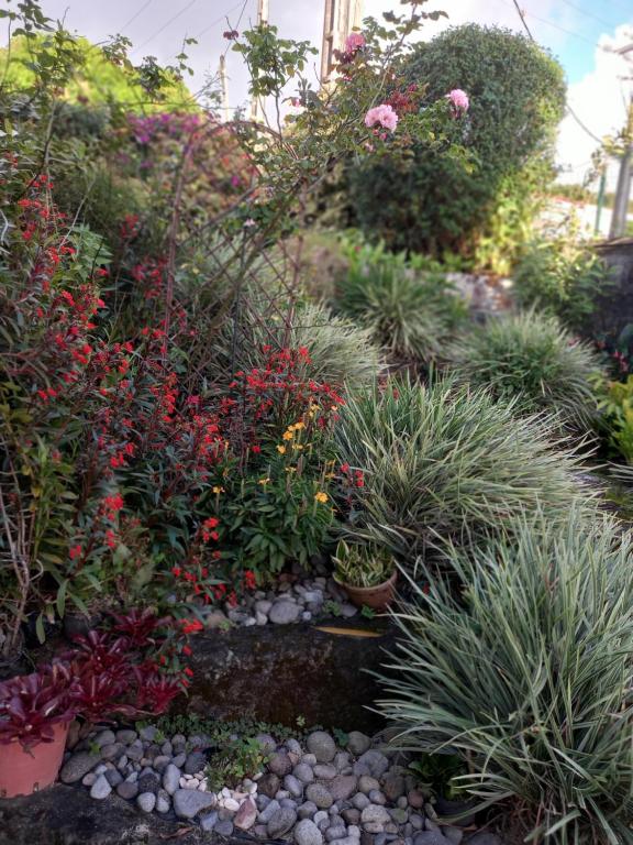 a garden with lots of plants and flowers at ZEN SOUFRIERE in Saint-Claude