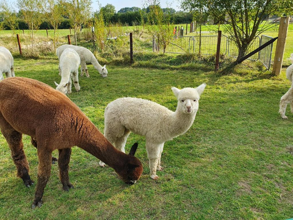 a group of sheep and a horse grazing in a field at Dartmoor Reach Alpaca Farm Heated Cabins in Bovey Tracey
