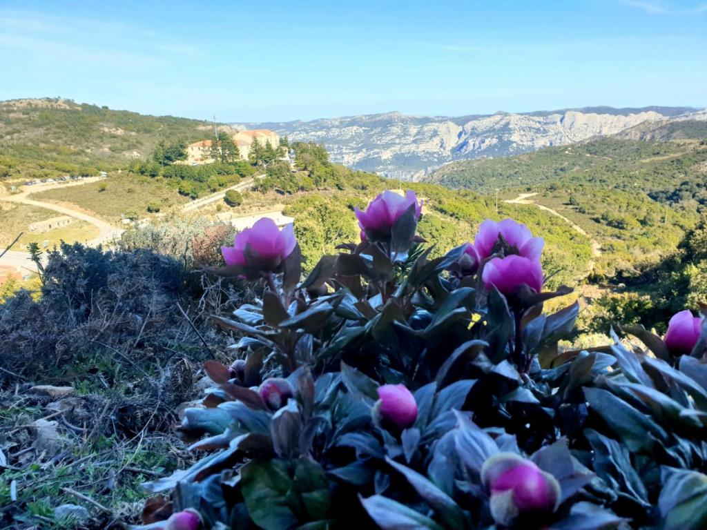 a bush of pink flowers on a hill with mountains in the background at Hotel Gorropu in Urzulei