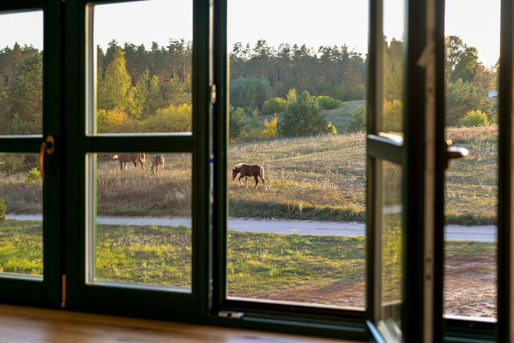 uma janela com vista para um campo com um cavalo na relva em Agroturystyka OLZOJA em Posejnele