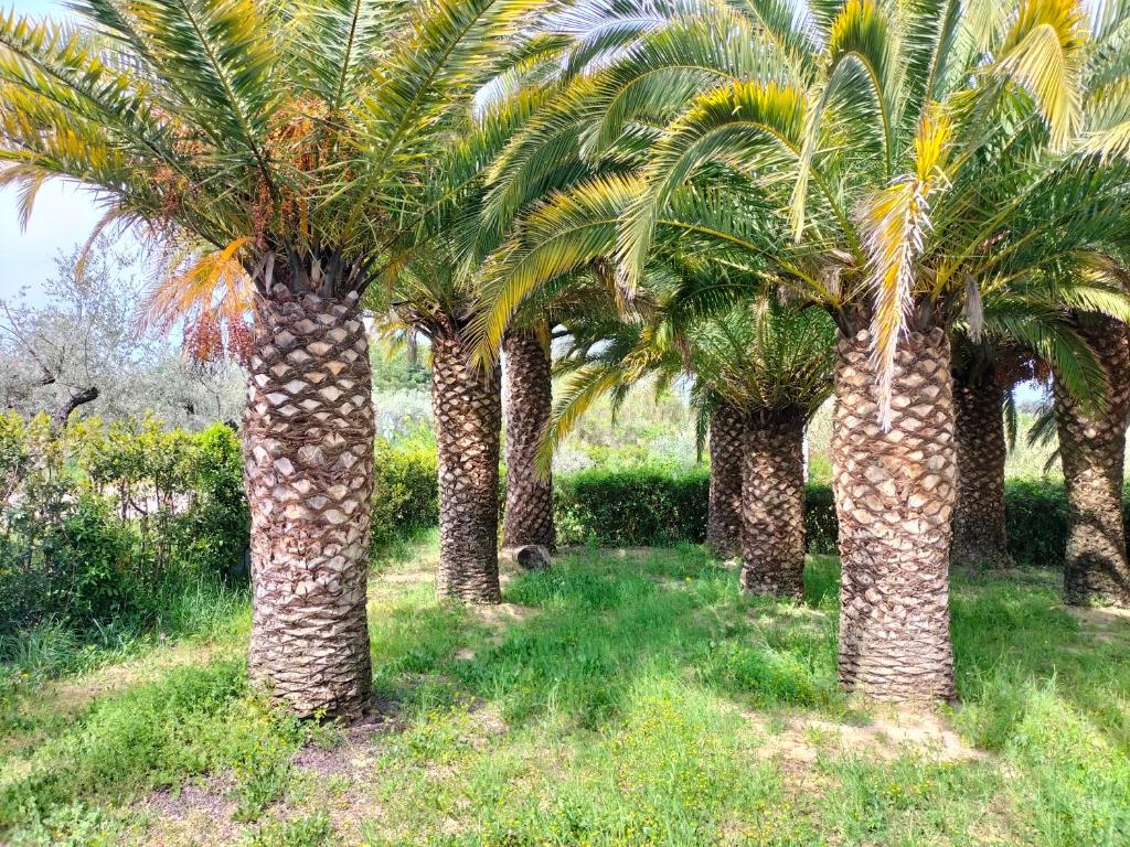 Ogród w obiekcie Le Palme