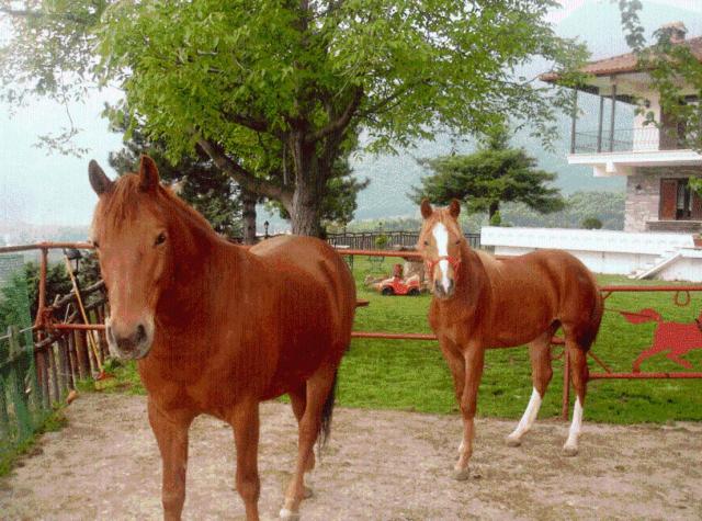 Guesthouse Niaousta - 19