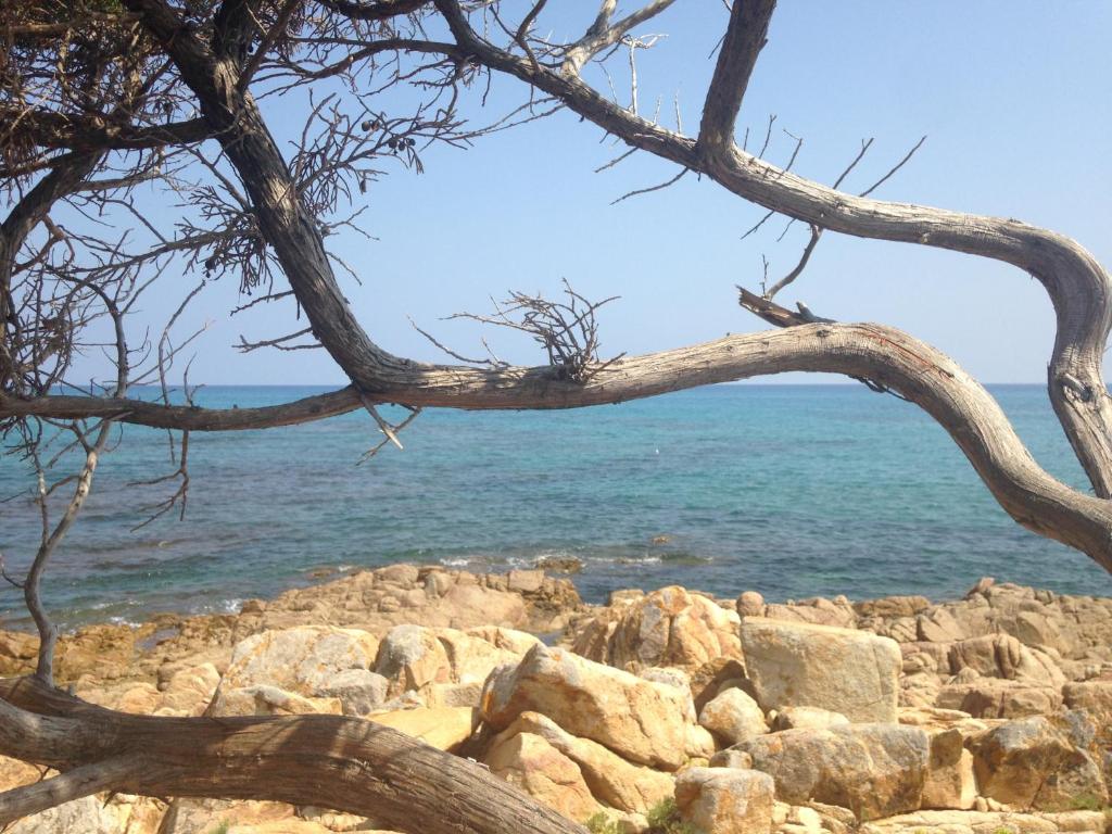 a tree branch hanging over the water on the beach at RESIDENZA SARDINIA OROSEI in Orosei