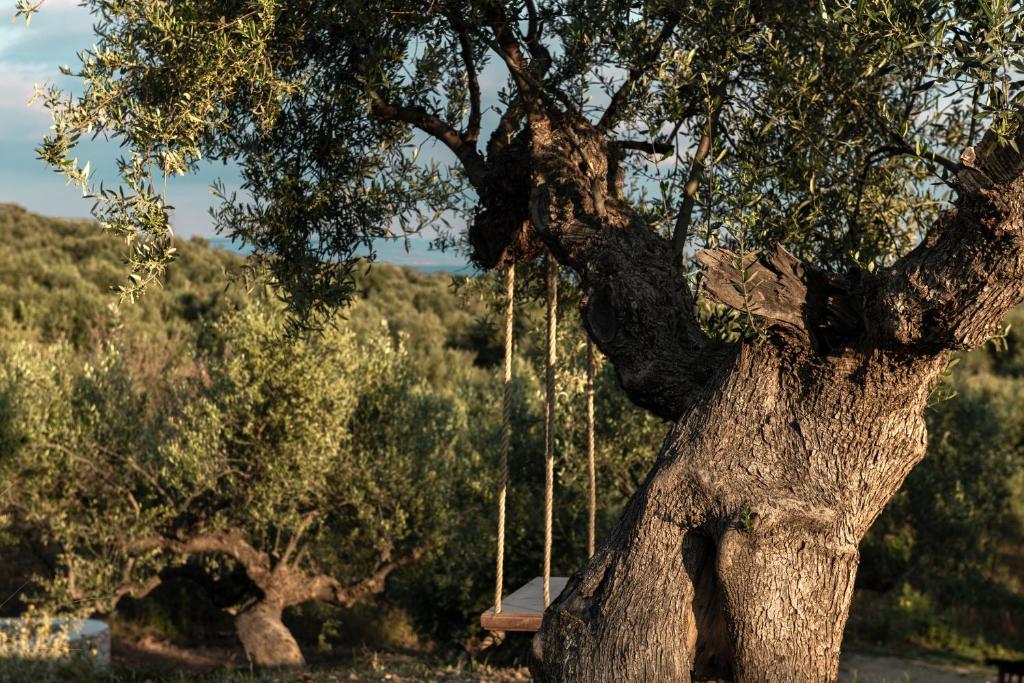 a tree with a swing in the middle of it at The Olive Yard in Gythio