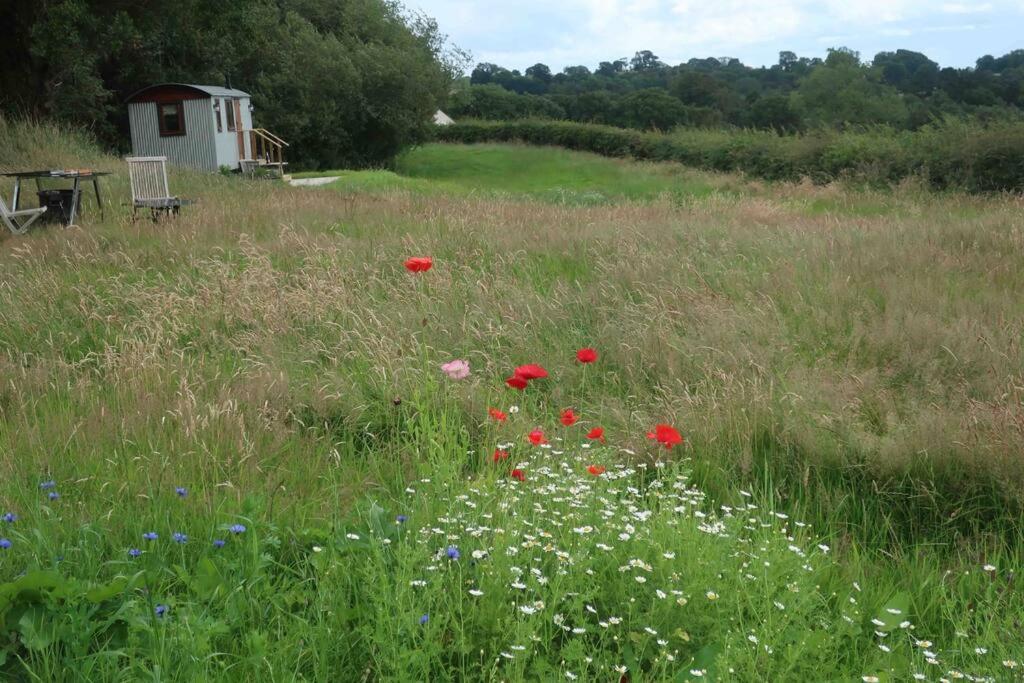 um campo de flores vermelhas num campo de relva em Little Idyll shepherds hut em Chester