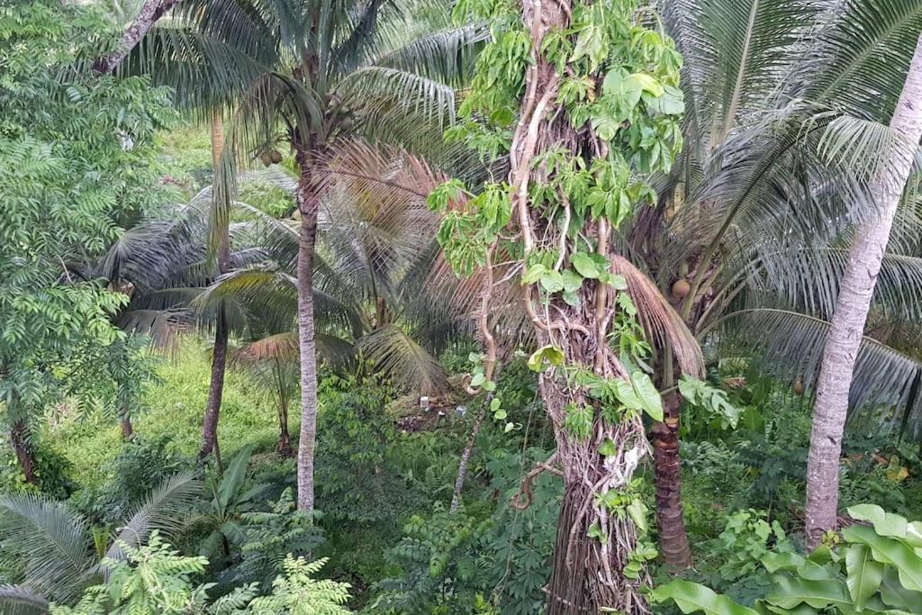 a group of palm trees in a forest at Hill Bottom Accommodation in Suva