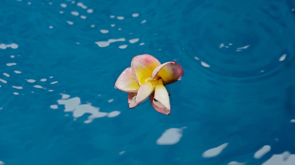 Fotografie z fotogalerie ubytování Pondok Pekak Guesthouse v Ubudu