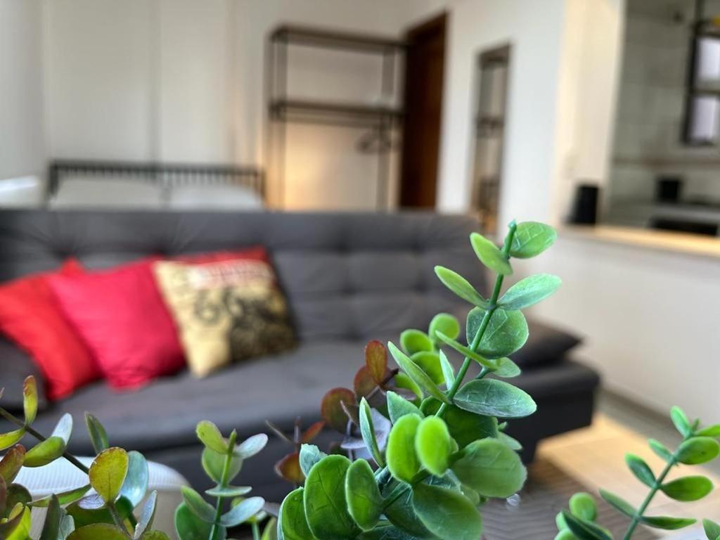 ein Wohnzimmer mit einem Sofa und einer Pflanze in der Unterkunft Studio Maria Ziláh 2 Master Collection in Passo Fundo