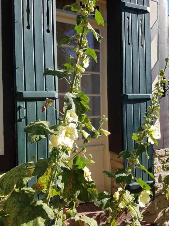 a plant with white flowers in front of a door at Le vieux pré de la motte in Villers-sur-Mer
