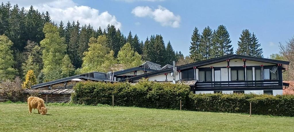 a cow grazing in a field in front of a house at Ferienwohnung GABI in Forbach