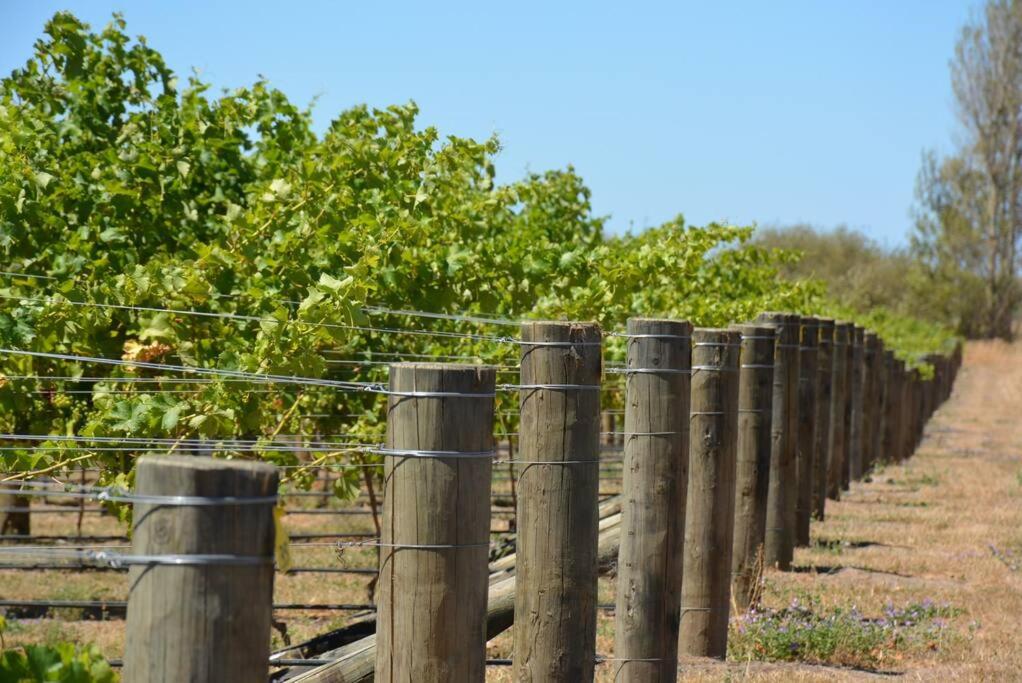 Fotografie z fotogalerie ubytování DDOG Vineyard & BnB v destinaci Renwick