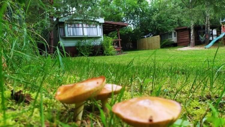 Zahrada ubytování Domki holenderskie na Mazurach