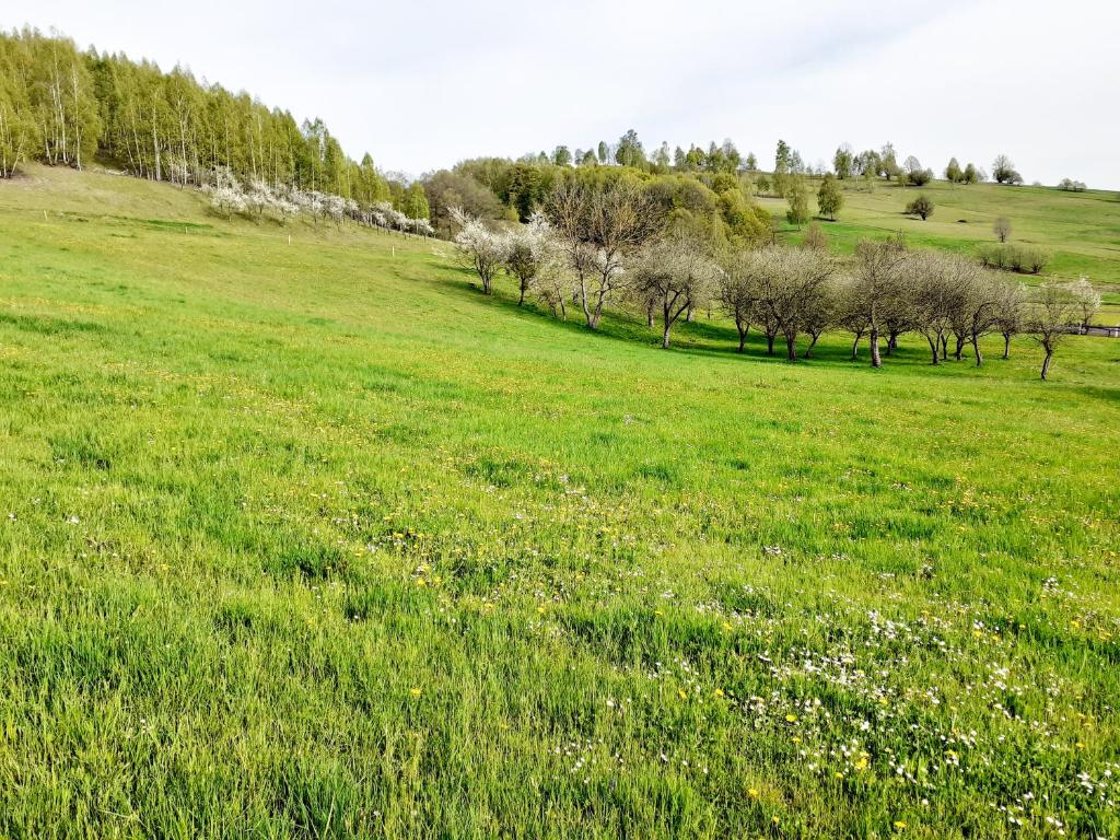 Gallery image of Livada cu meri in Întorsura Buzăului