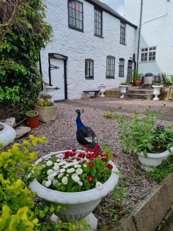 a peacock standing on a flower garden in front of a house at Old Printers Ruthin in Ruthin