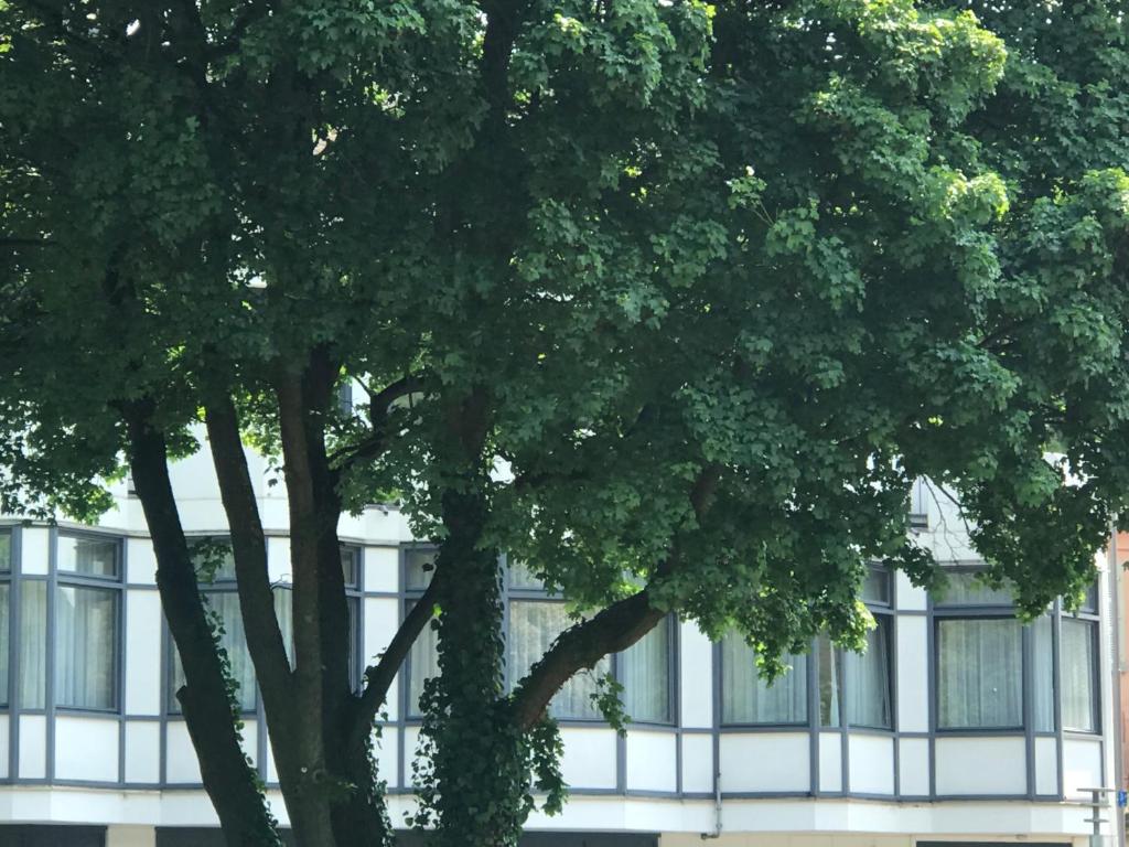 a tree in front of a building with windows at Gästezimmer Klein und Fein für nach dem Wein in Neumagen-Dhron
