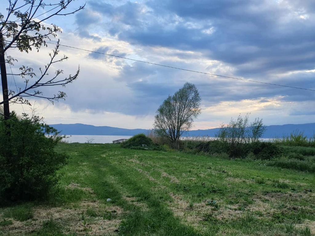un champ avec un arbre au milieu d'un champ dans l'établissement Apartman Lili, à Ohrid