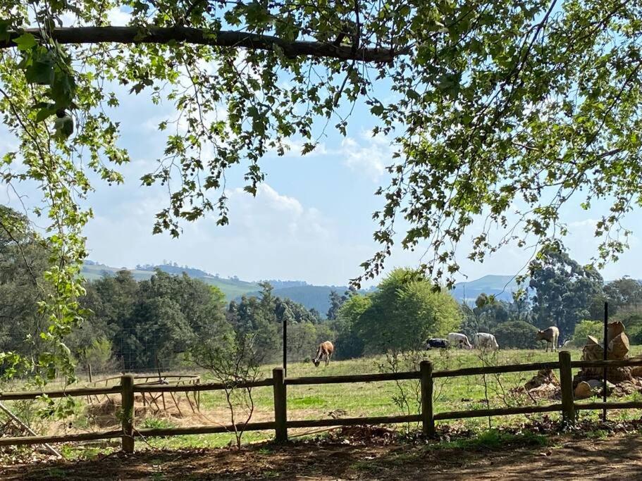 a herd of horses grazing in a field behind a fence at Yellowwoods Farm - WILLOUGHBYS COTTAGE and OLD STABLES COTTAGE in Curryʼs Post