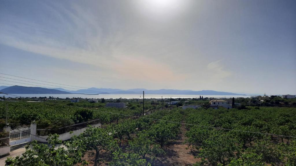 an aerial view of a vineyard with the ocean in the background at MOSXONAS House in Áyioi Asómatoi