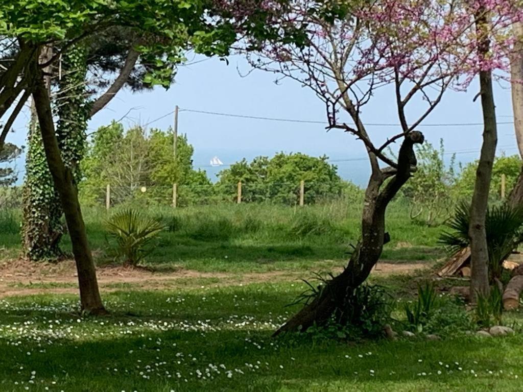 ptak siedzący na szczycie drzewa w obiekcie Ty gwenn w mieście Cancale