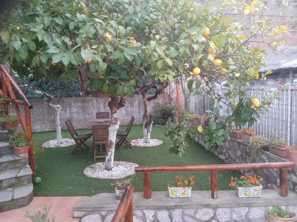 an orange tree in a garden with chairs under it at LA Giulia in Capri