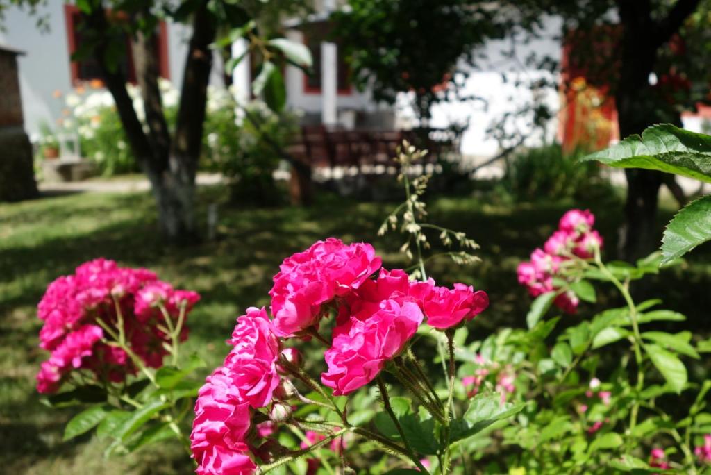 un groupe de fleurs roses dans une cour dans l'établissement Pensiunea Deceneu, à Slănic