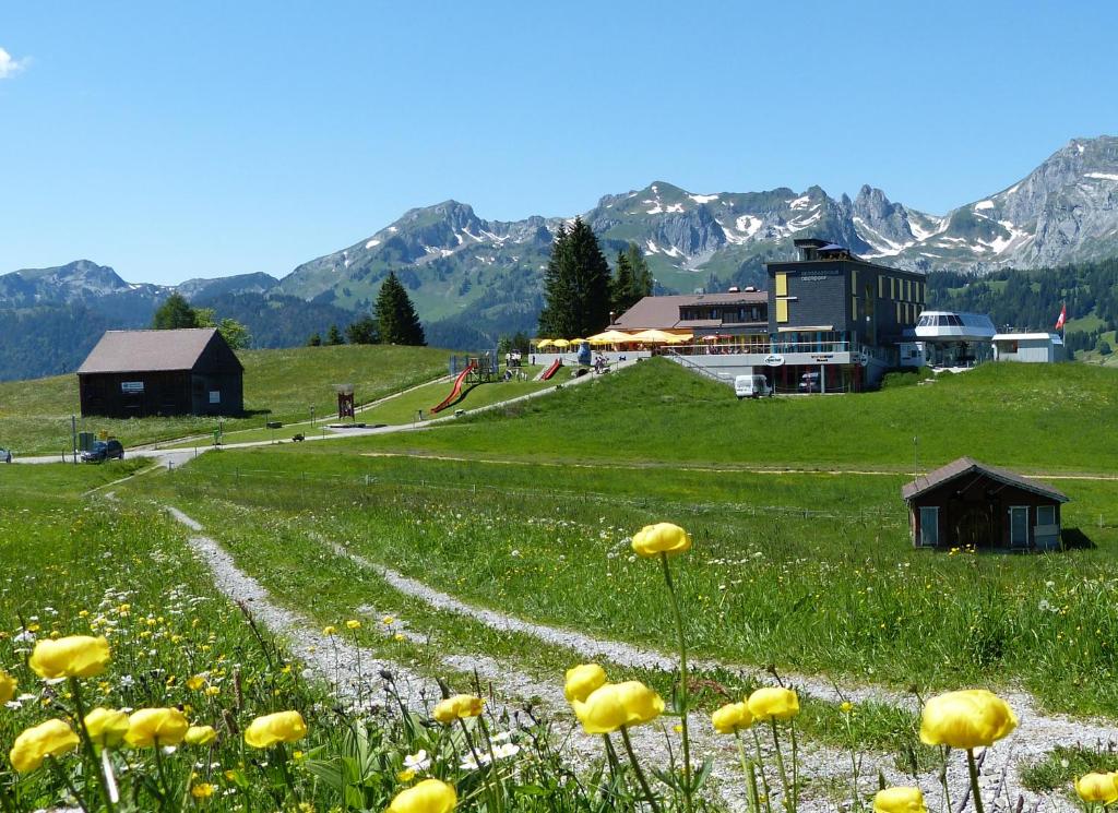 un campo de flores amarillas en un campo con montañas en Berggasthaus Oberdorf, en Wildhaus