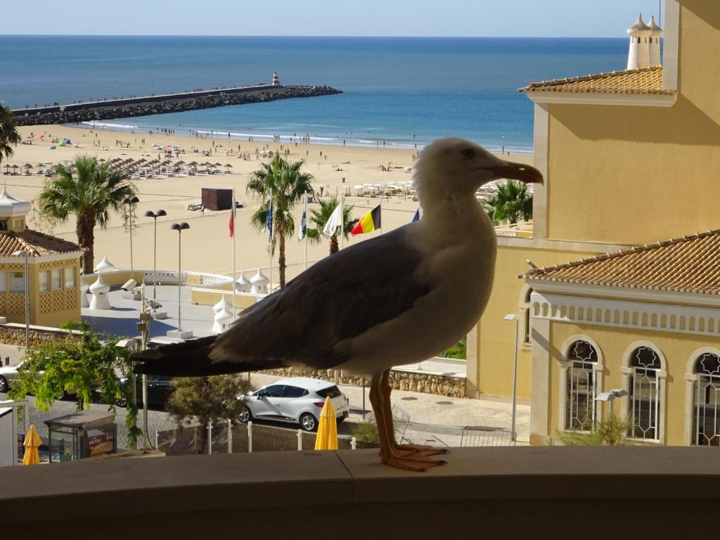 uma gaivota de pé numa saliência com vista para uma praia em Apartamento T1 com Piscina e Vista mar - PRAIA DA ROCHA Portimão em Portimão