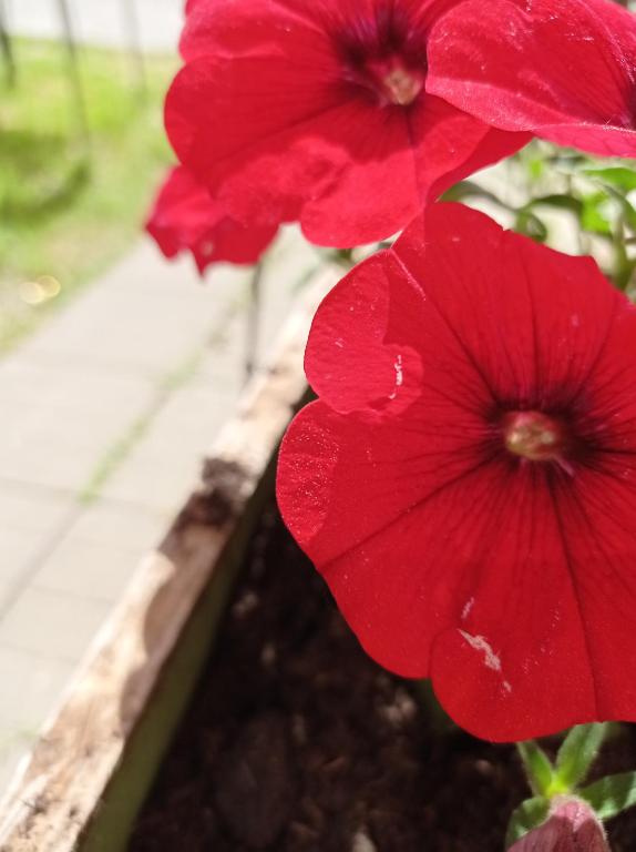 Vonkajšia záhrada v ubytovaní B&B Toscana