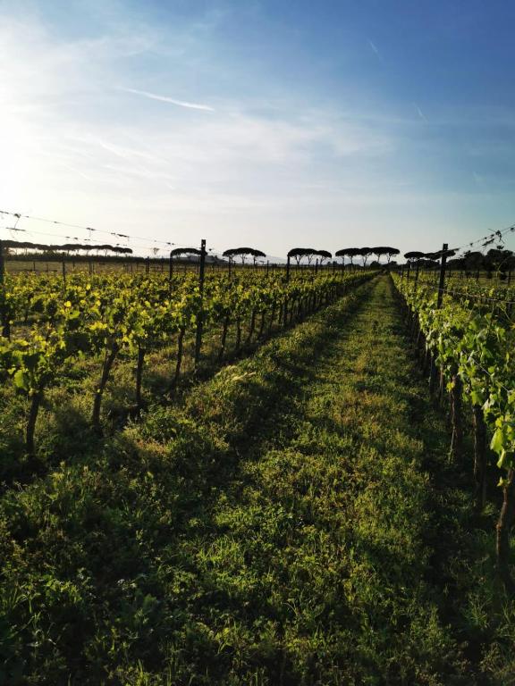 Zahrada ubytování Podere Montecorno