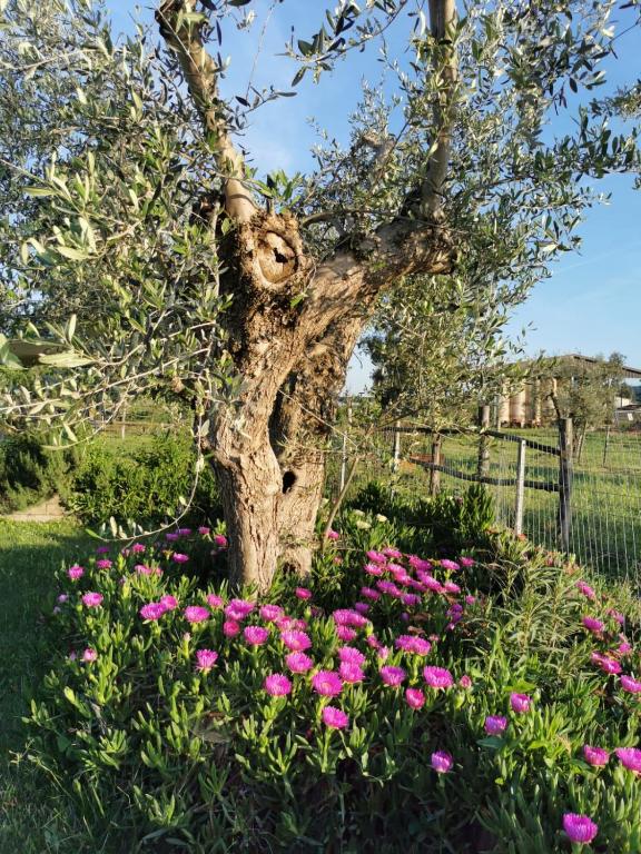 Zahrada ubytování Podere Montecorno