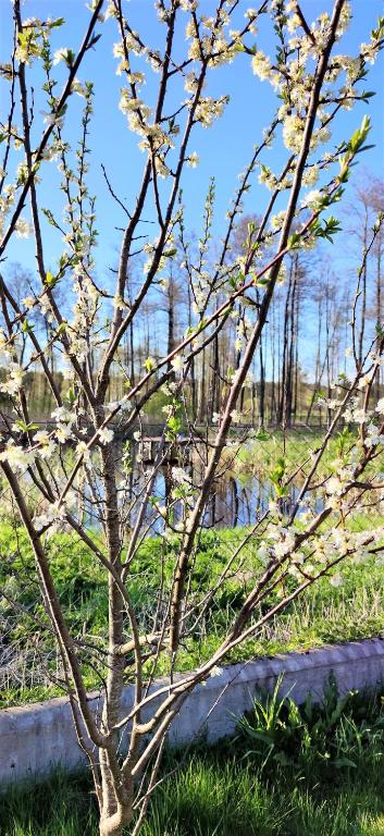 Fotografia z galérie ubytovania Domek Gościnny Natania v destinácii Jedwabno